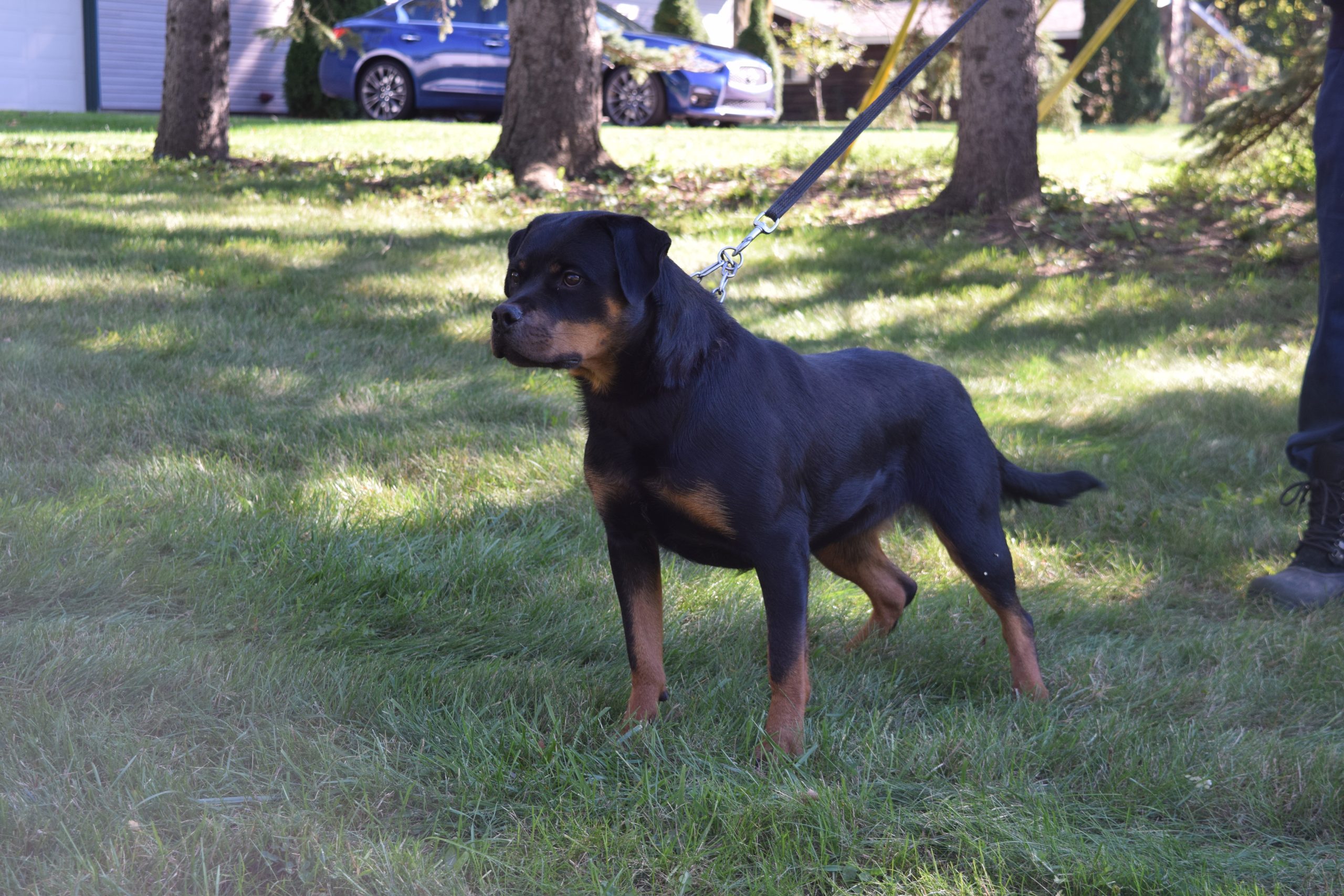 Females - Von Chavis Rottweilers - Female Rottweiler Breeder