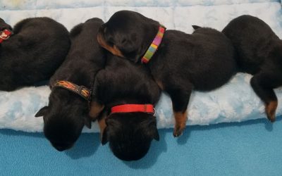 July 25, 2020 Puppies