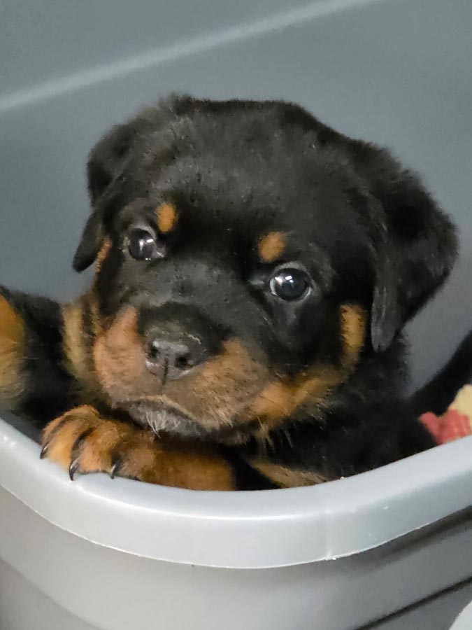 Puppies born June 10, 2025